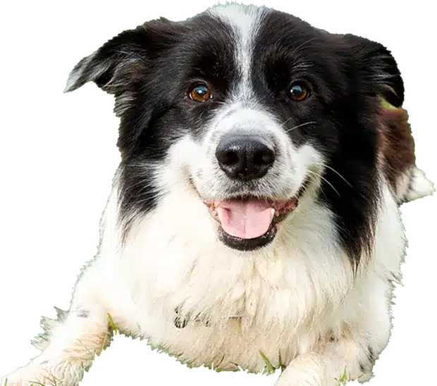 Jack the border collie, the show's co-host
